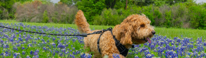 Dog across a bed of bluebonnets