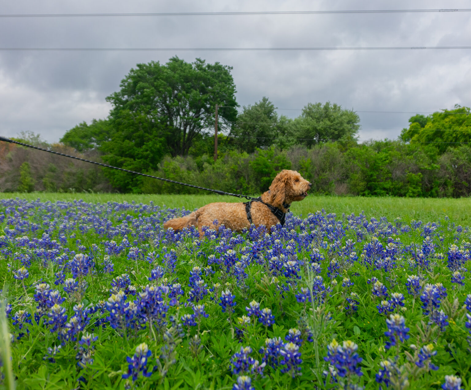 Parks, Trails, and Outdoor Fun in Plano | Plano Insider